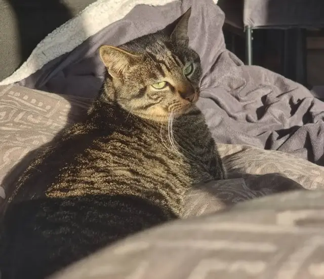 chat lost   85670 Falleron Enki