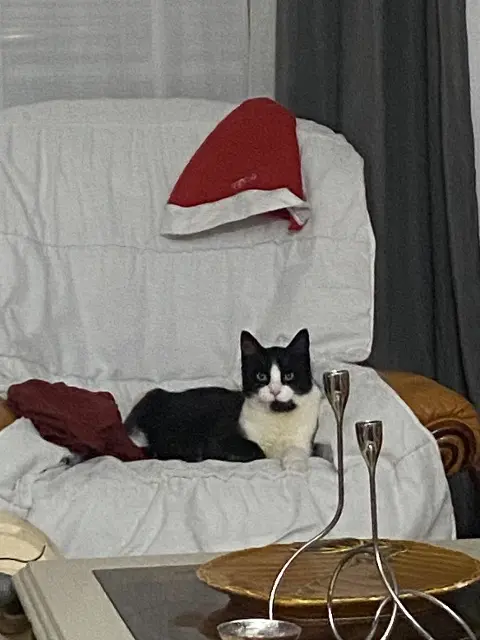 chat lost   85220 Apremont Felix