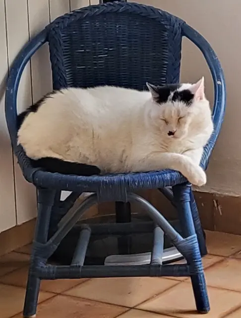 chat lost   85800 Saint-Gilles-Croix-de-Vie FLOCON