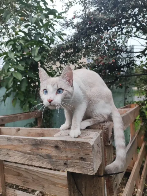 chat lost   85500 Beaurepaire Flocon