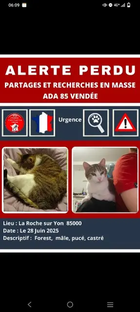 chat lost   85000 La Roche-sur-Yon Forest