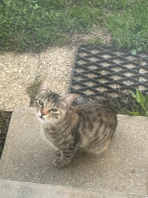 chat lost   85280 La Ferrière Gris