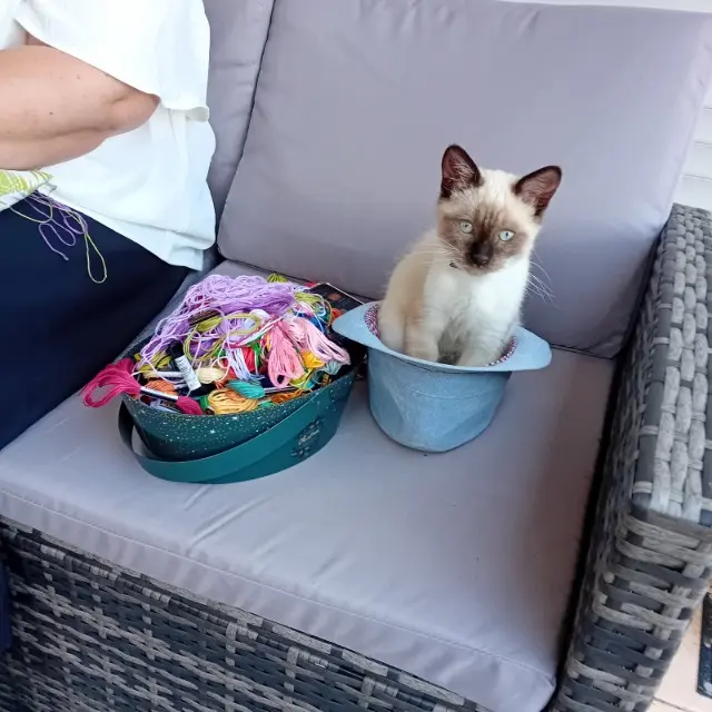 chat lost   85670 Falleron Guismo