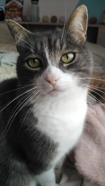 chat lost   85150 Sainte-Flaive-des-Loups Guizmo