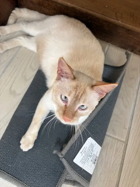 chat lost   85590 Saint-Mars-la-Réorthe Jeanchat