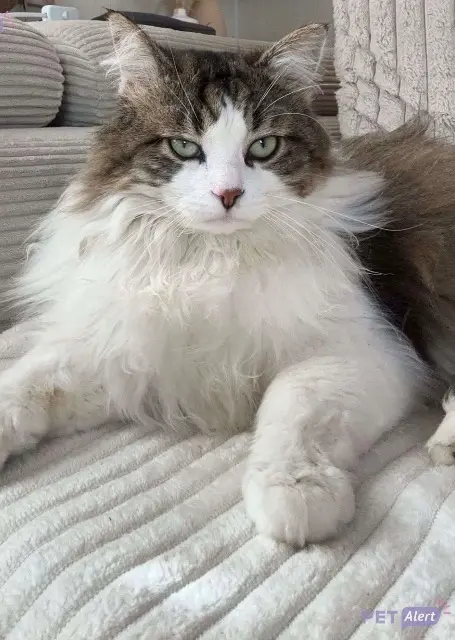 chat lost   85490 Benet Jerry