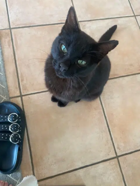 chat lost   85170 Dompierre-sur-Yon Jimmy