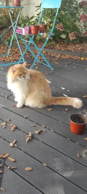 chat lost    Les Sables-d'Olonne Jo