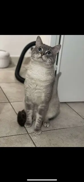 chat lost   85430 Nieul-le-Dolent Joe