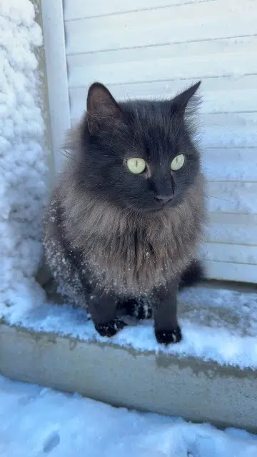 chat lost   85260 La Copechagnière Joy