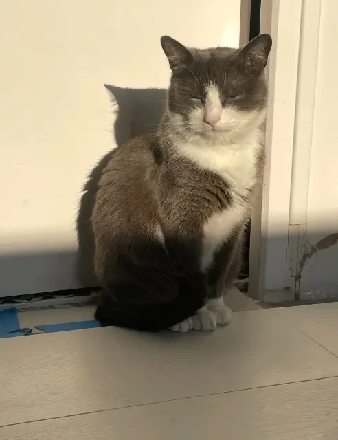 chat lost   85360 La Tranche-sur-Mer Junior