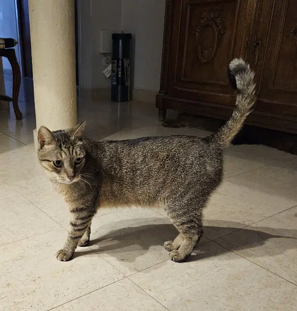 chat lost    Les Sables-d'Olonne Kachka