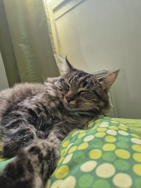 chat lost   85750 Angles Kuromi