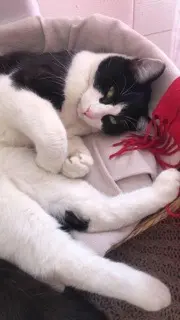 chat lost   85460 L'Aiguillon-la-Presqu'île Shanti