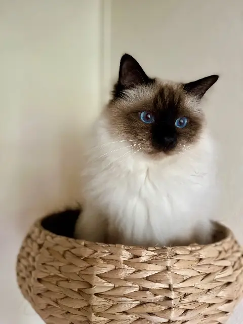 chat lost   85460 L'Aiguillon-la-Presqu'île Sherlock