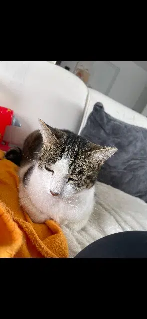 gatto perso 85300 Challans Lanz gatto lost 85300 Challans Lanz
