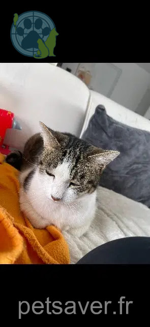 gatto perso 85300 Challans Lanz gatto lost 85300 Challans Lanz