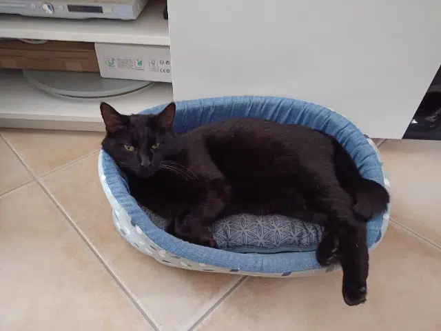 chat lost   85150 Les Achards Titou