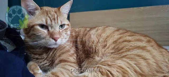 kater lost    Les Sables-d'Olonne Cajou