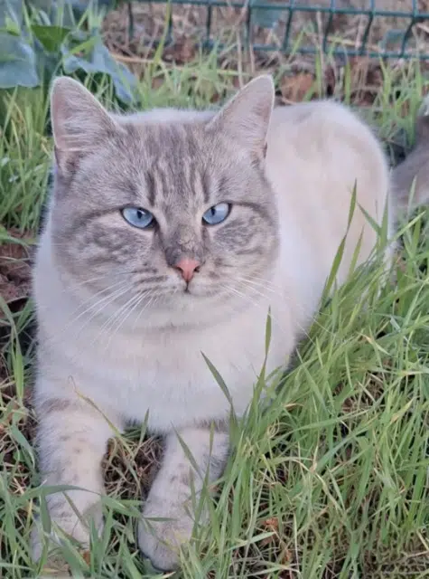 chat lost   85770 Les Velluire-sur-Vendée Bounthy