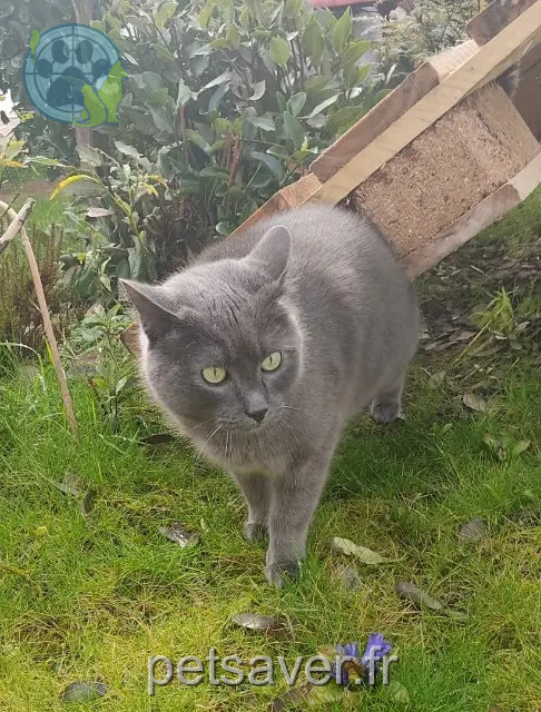 kater vermist 85150 Sainte-Flaive-des-Loups Livaï kater lost 85150 Sainte-Flaive-des-Loups Livaï