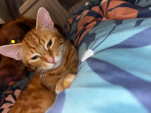 cat lost 85170 Dompierre-sur-Yon Luffy cat lost 85170 Dompierre-sur-Yon Luffy