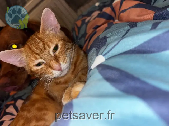 gato perdido 85170 Dompierre-sur-Yon Luffy gato lost 85170 Dompierre-sur-Yon Luffy