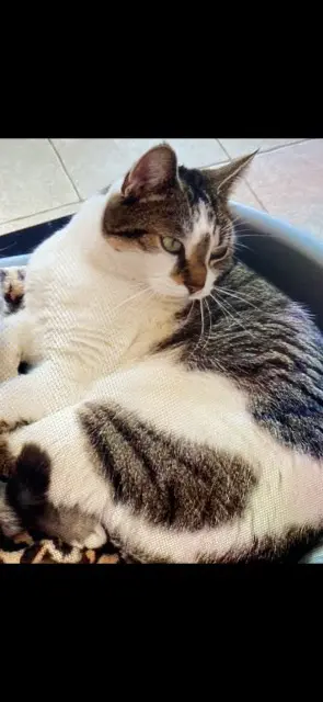 chat perdu 85520 Jard-sur-Mer Lulu chat lost 85520 Jard-sur-Mer Lulu