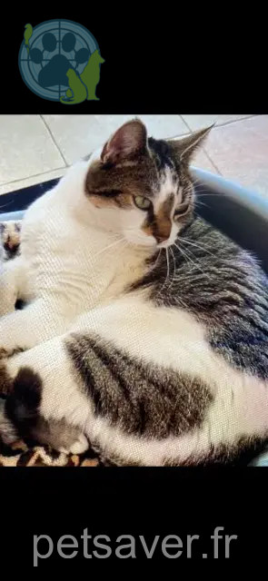 cat lost 85520 Jard-sur-Mer Lulu cat lost 85520 Jard-sur-Mer Lulu