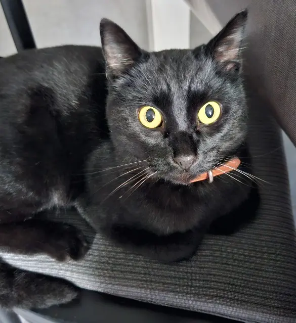 chat lost   85510 Le Boupère Lulu