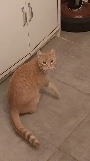 chat lost   85130 Tiffauges Lumo