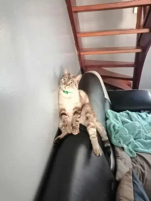 chat lost   85190 Aizenay Mako