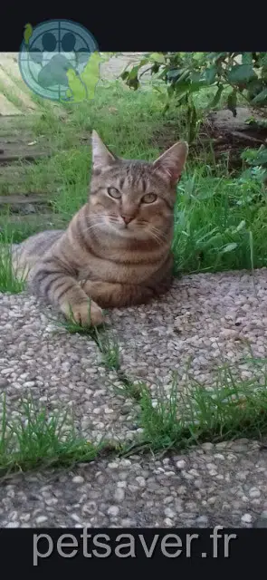 cat lost   85270 Saint-Hilaire-de-Riez Malawi