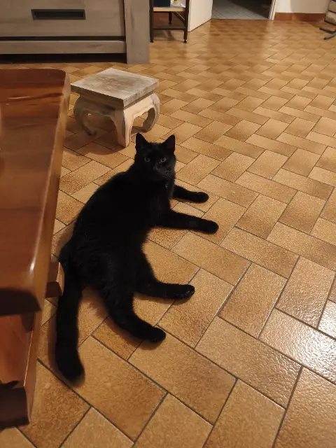 chat lost   85220 Coëx Mano