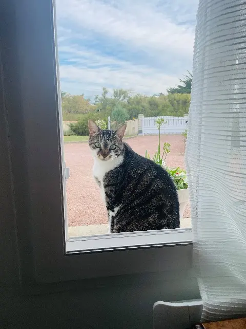 cat lost   85230 Bouin Marcel