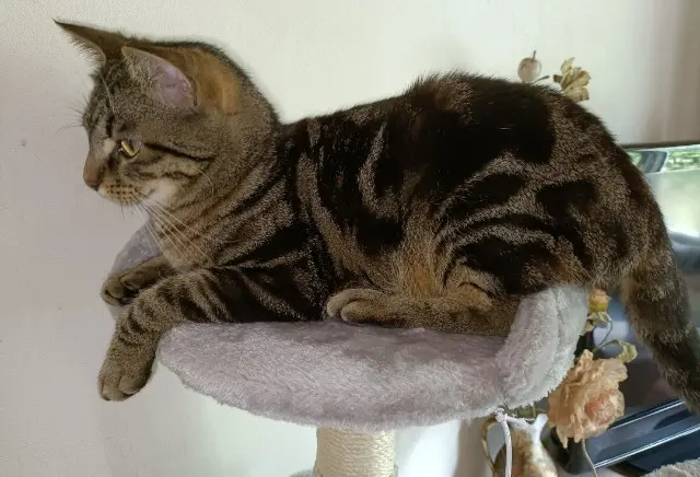 chat lost   85320 Mareuil-sur-Lay-Dissais Eiji