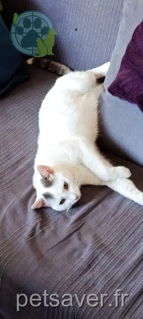 chat lost 85320 Mareuil-sur-Lay-Dissais Gribouille