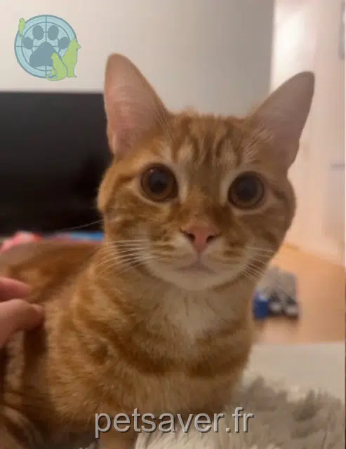 Kater lost 85320 Mareuil-sur-Lay-Dissais Simba