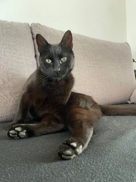 chat lost   85510 Le Boupère Marley