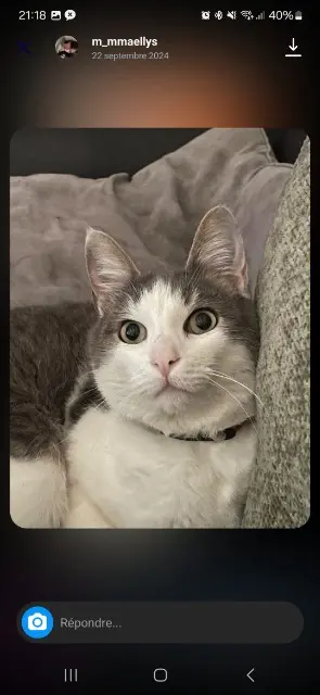 chat lost   85770 L'Île-d'Elle Milo