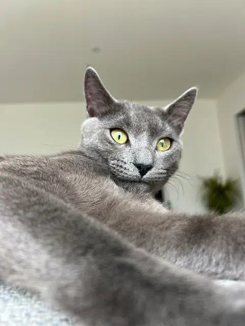 chat lost   85270 Saint-Hilaire-de-Riez Milo