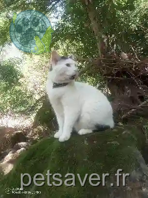 Chat Perdu 85 Vendée - Mimi Chat Perdu 85 Vendée - Mimi
