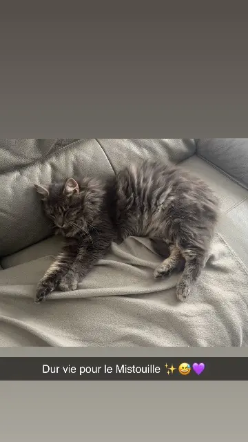 kater vermist 85490 Benet Mistigri kater lost 85490 Benet Mistigri