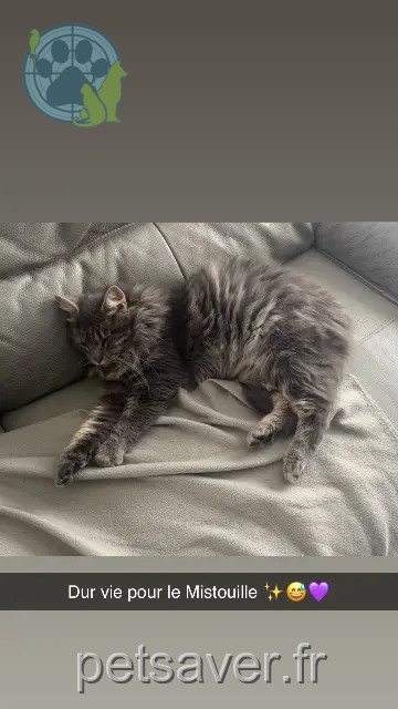 cat lost 85490 Benet Mistigri cat lost 85490 Benet Mistigri