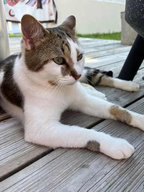 chat lost   85470 Brem-sur-Mer Moelleux