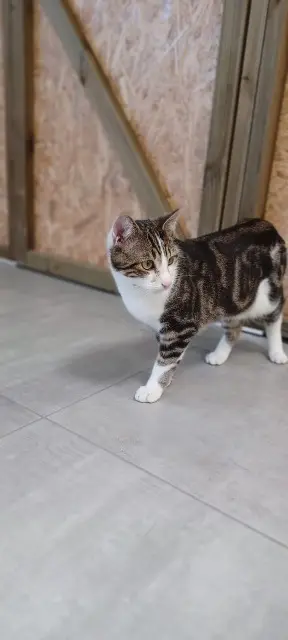 chat lost   85600 Montaigu-Vendée Atchoum