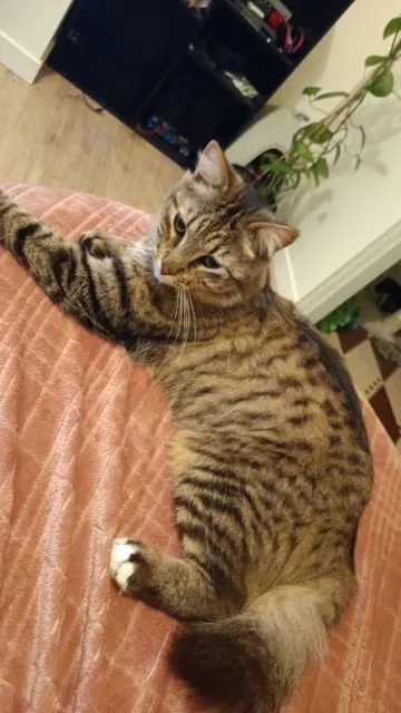 chat lost   85600 Montaigu-Vendée Fiston