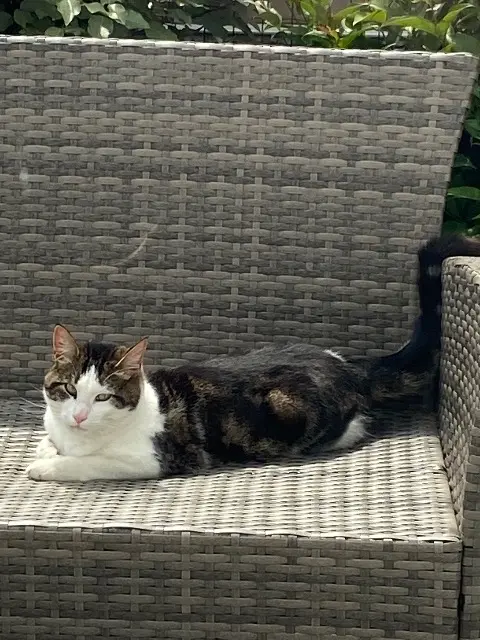 chat lost   85260 Montréverd Oli