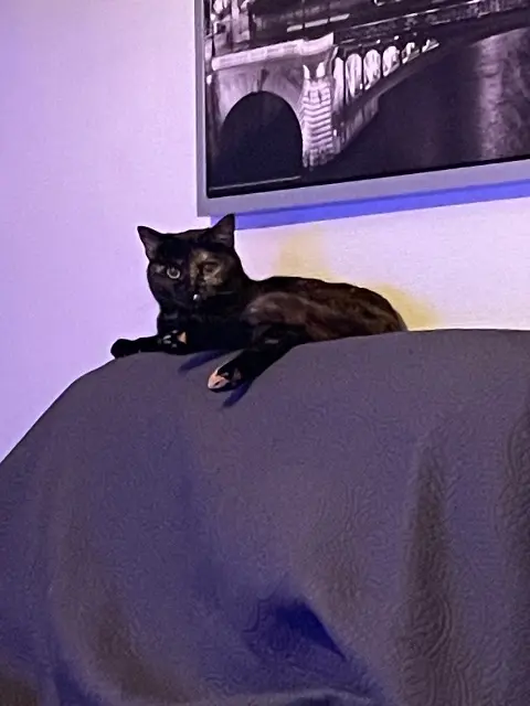 chat lost   85520 Jard-sur-Mer Nikita