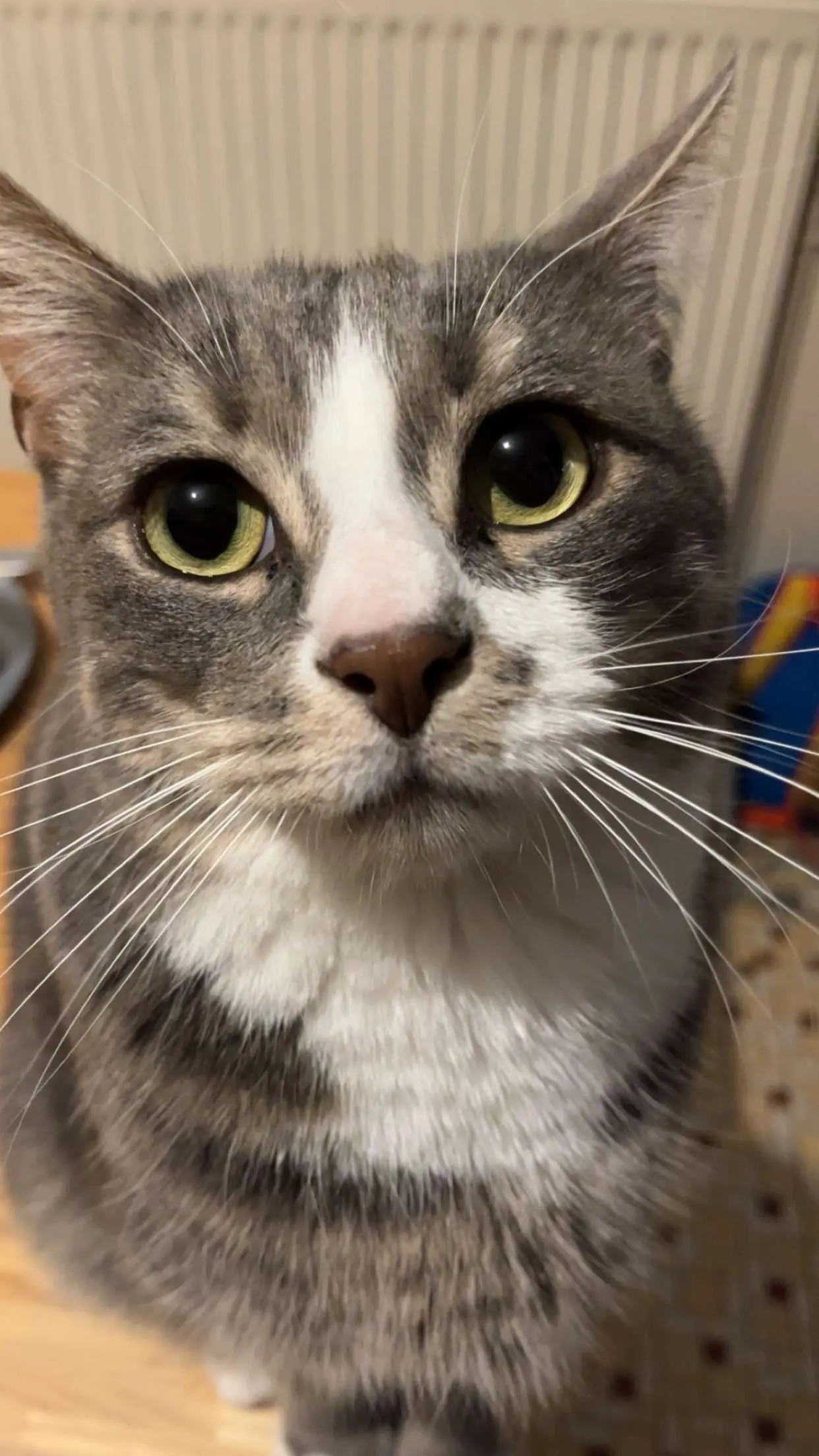 chat lost   85200 Fontenay-le-Comte Noodle